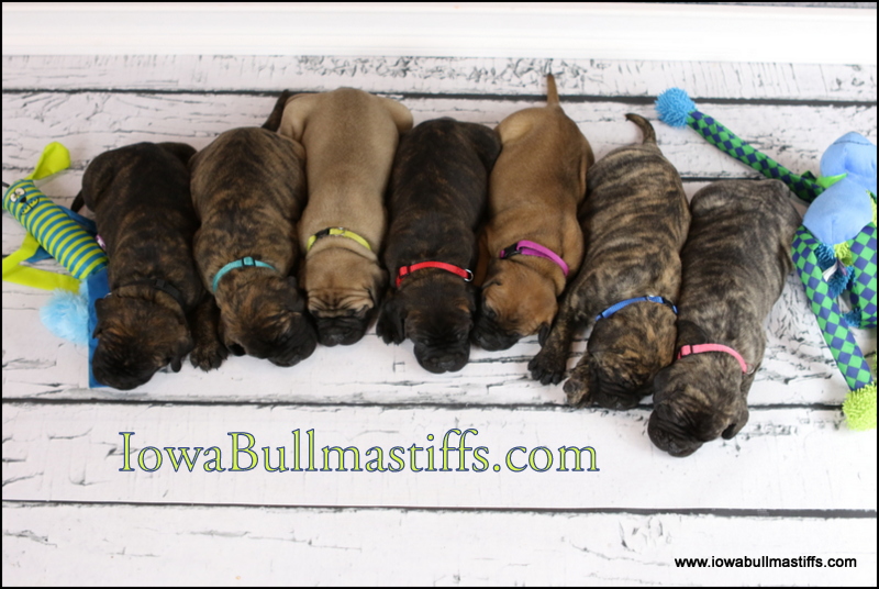 Iowa Bullmastiffs