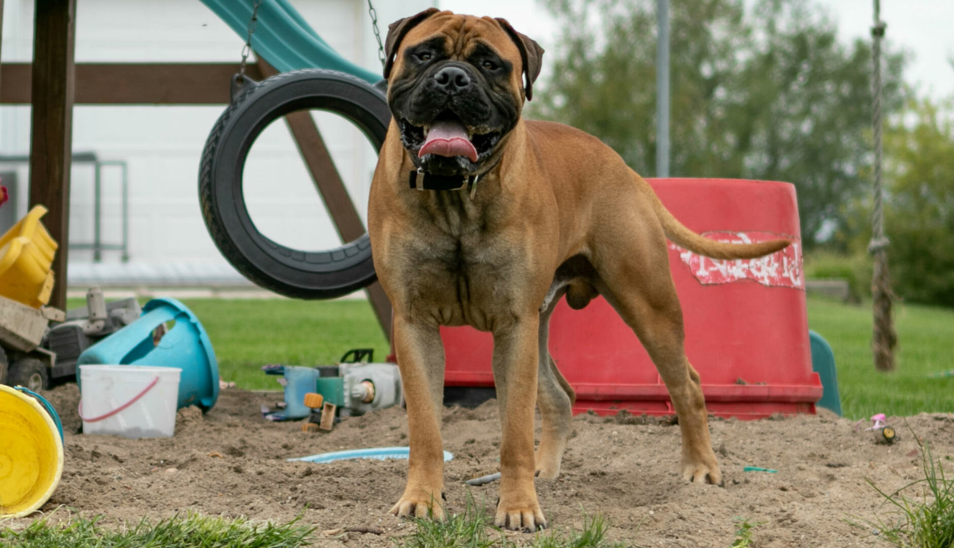 A dog standing on top of a dirt field.