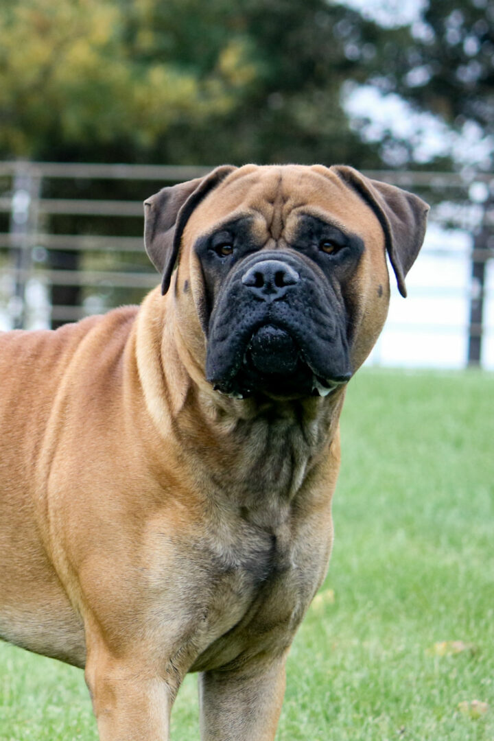 A close up of a dog in the grass