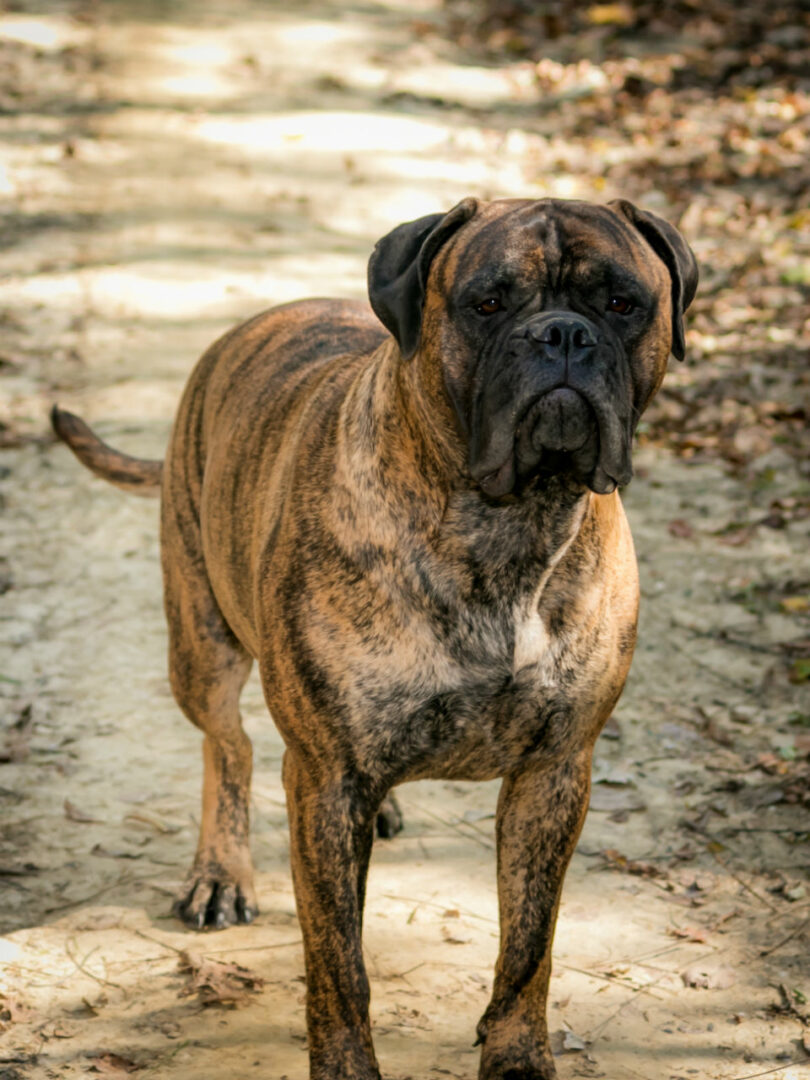 A dog standing on top of a dirt path.