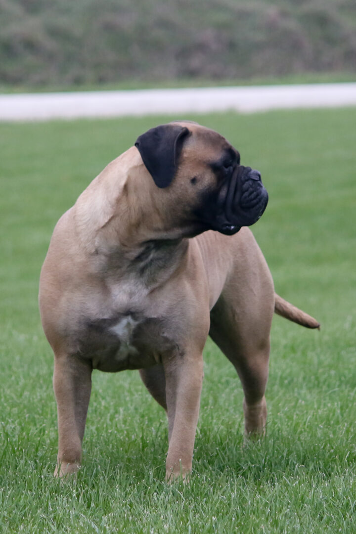 A dog standing in the grass with its head on his back.