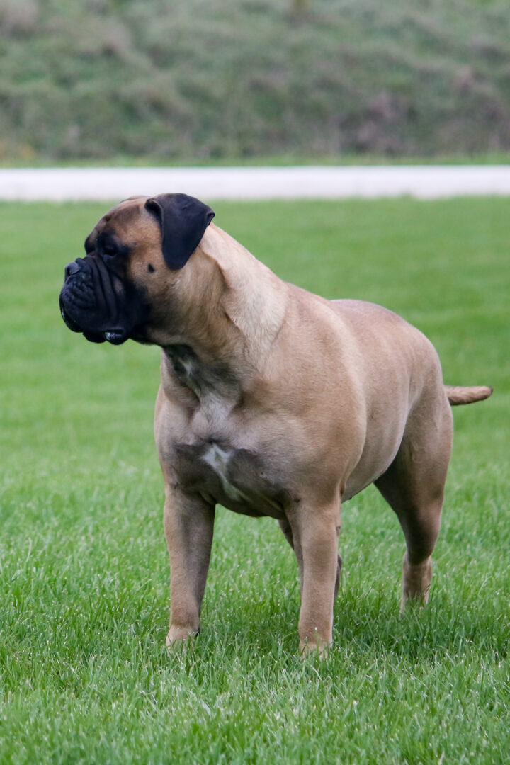 A large dog standing in the grass.