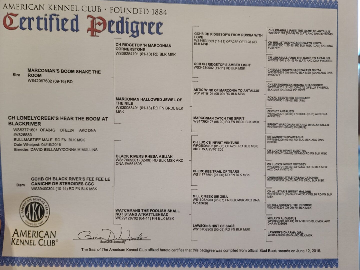 A pedigree sheet for an animal that is in the kennel club.