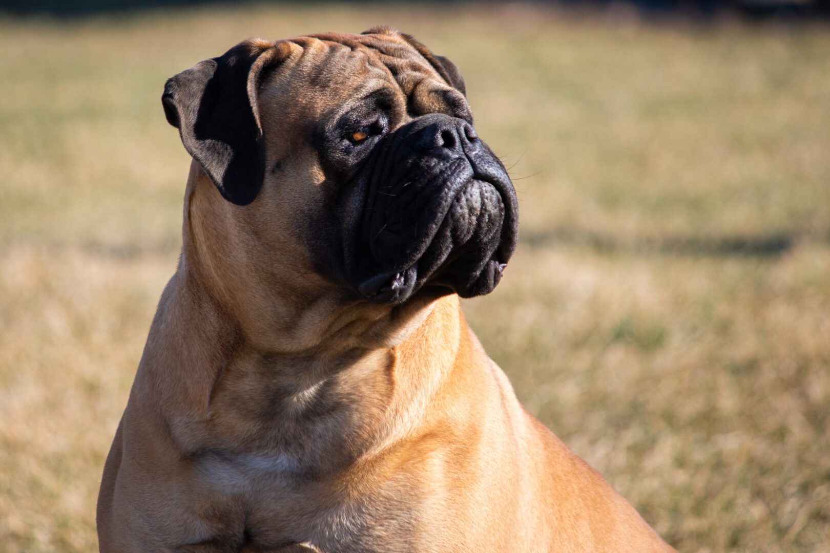 A close up of a dog in the grass