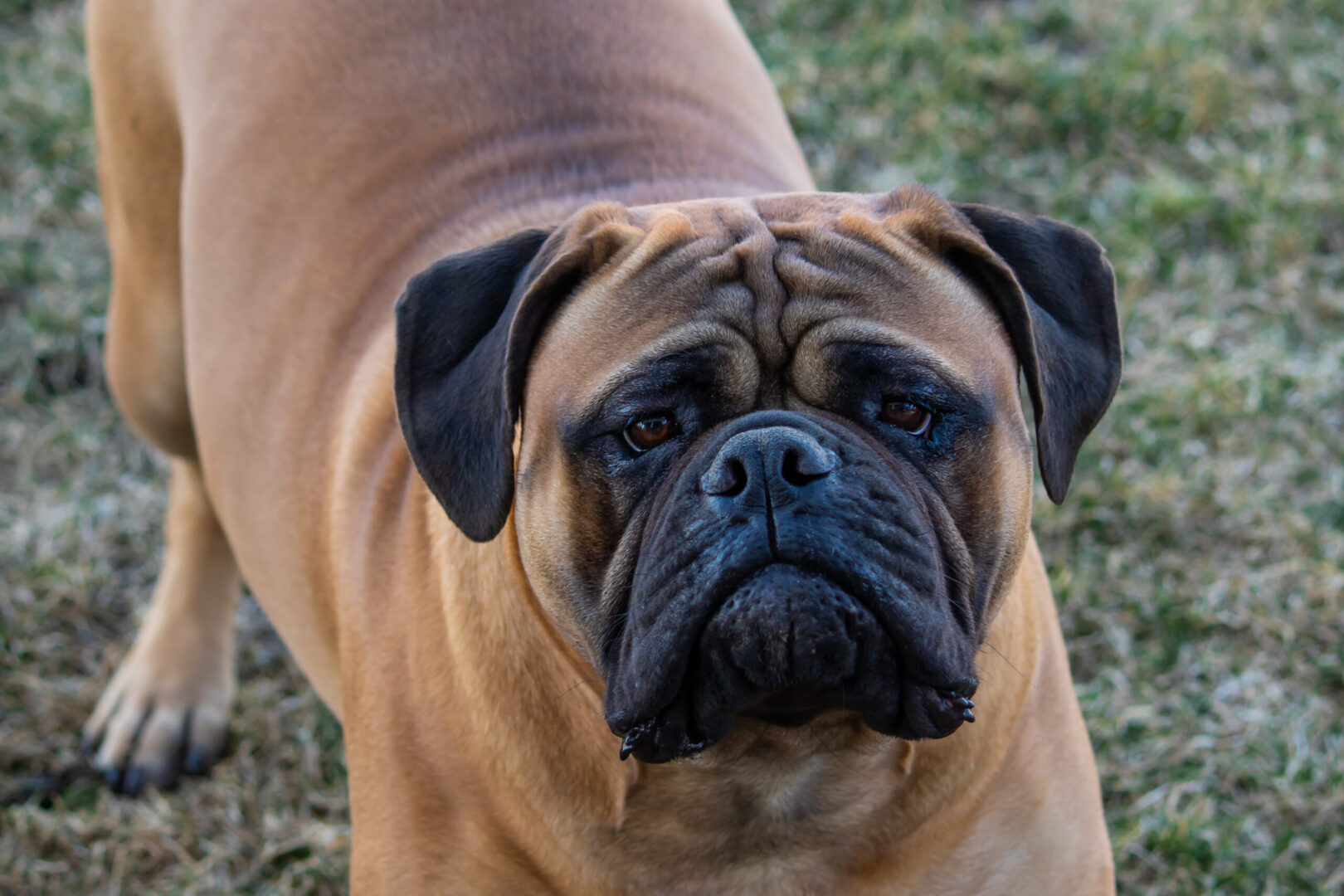 A close up of a dog 's face with grass in the background