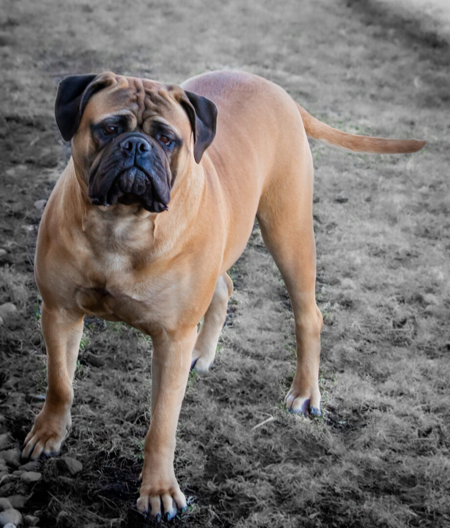 A dog standing on top of a dirt field.