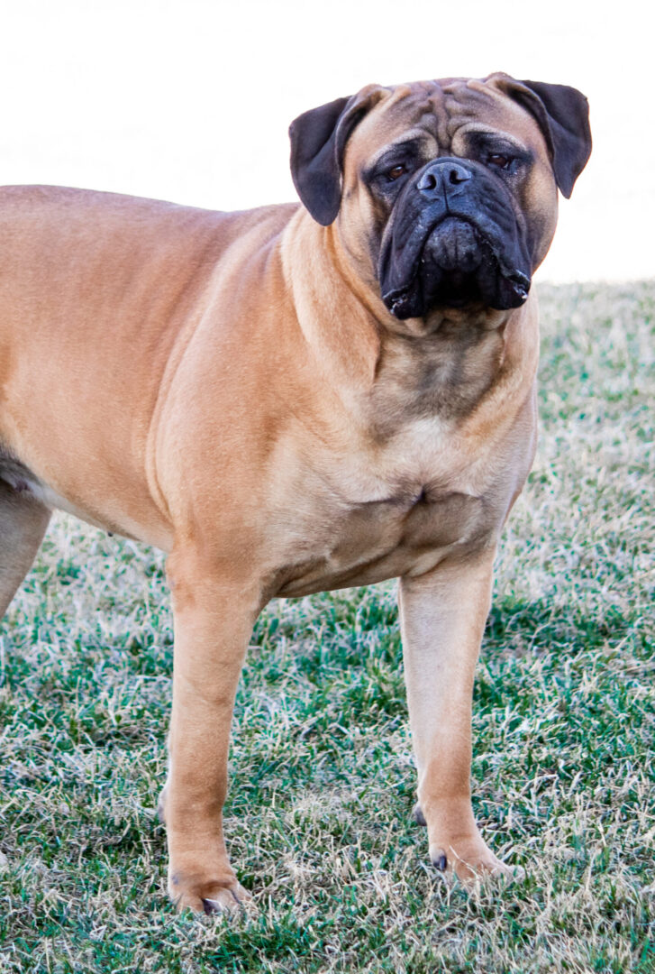 A brown dog standing on top of grass.