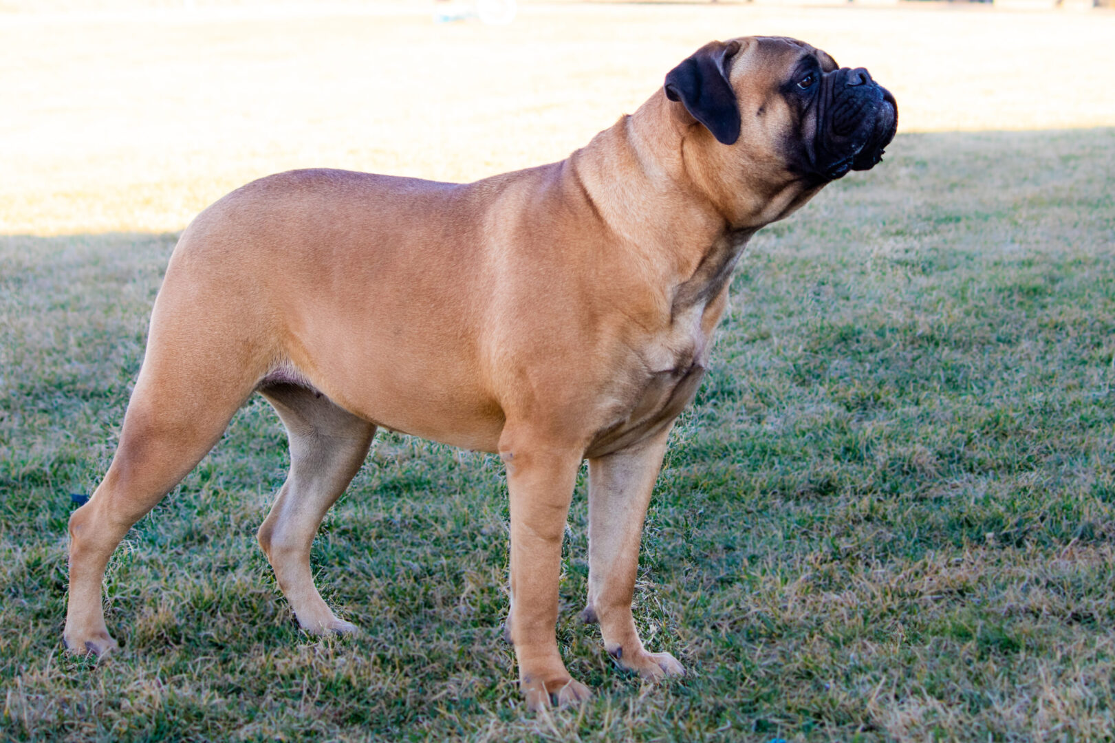 A dog standing on top of grass in the sun.