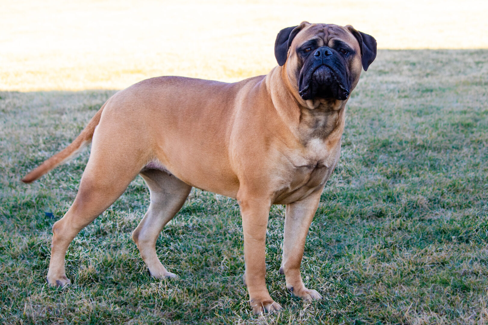 A dog standing in the grass with its mouth open.