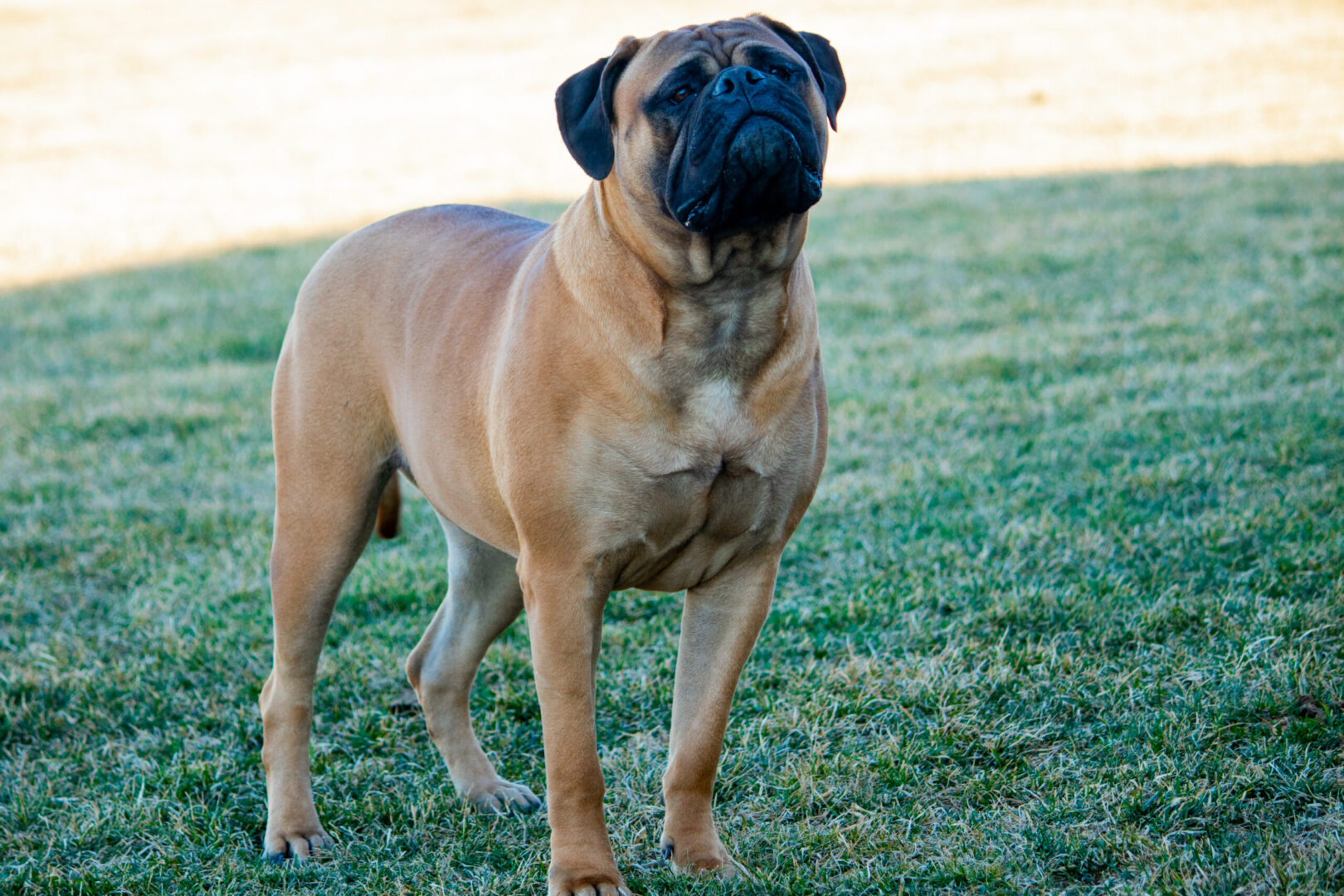 A dog standing in the grass looking at something.