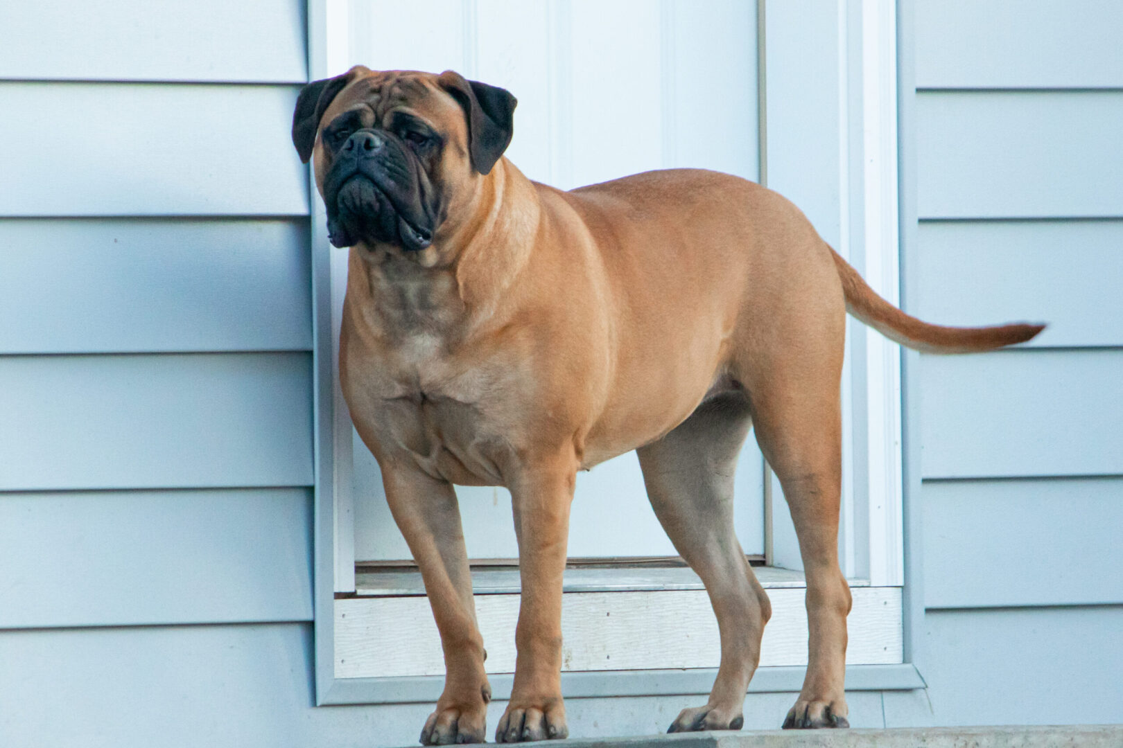 A large brown dog standing on the steps of a house.