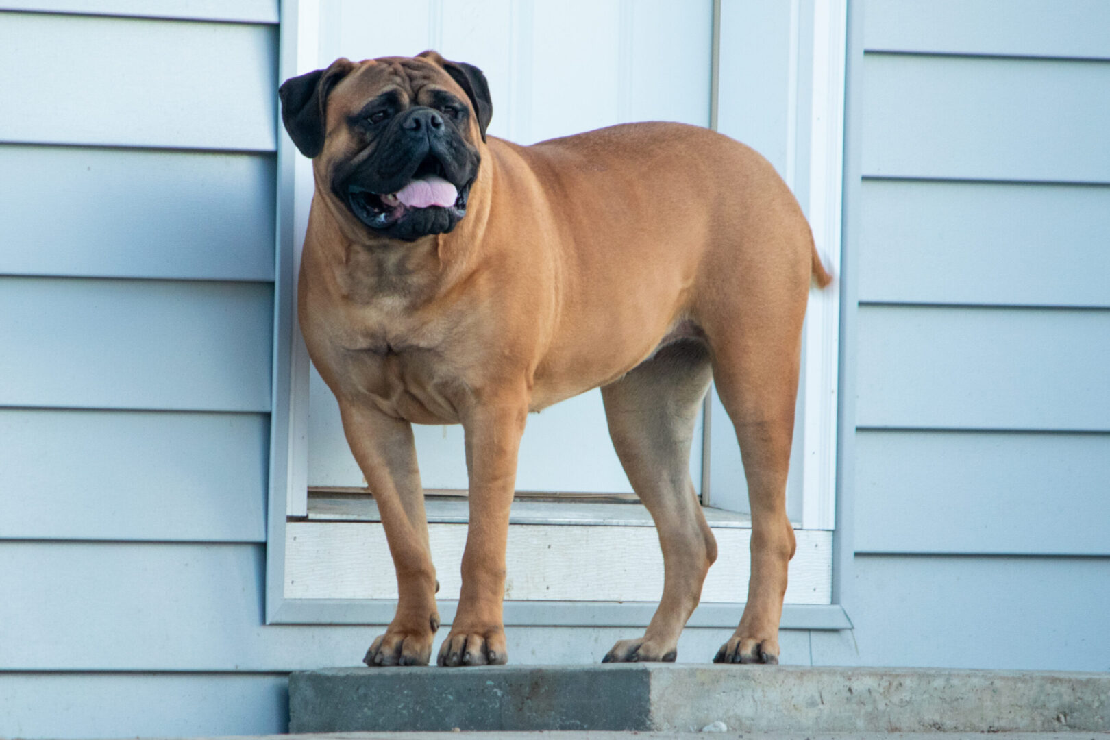 A dog standing on the steps outside of a house.