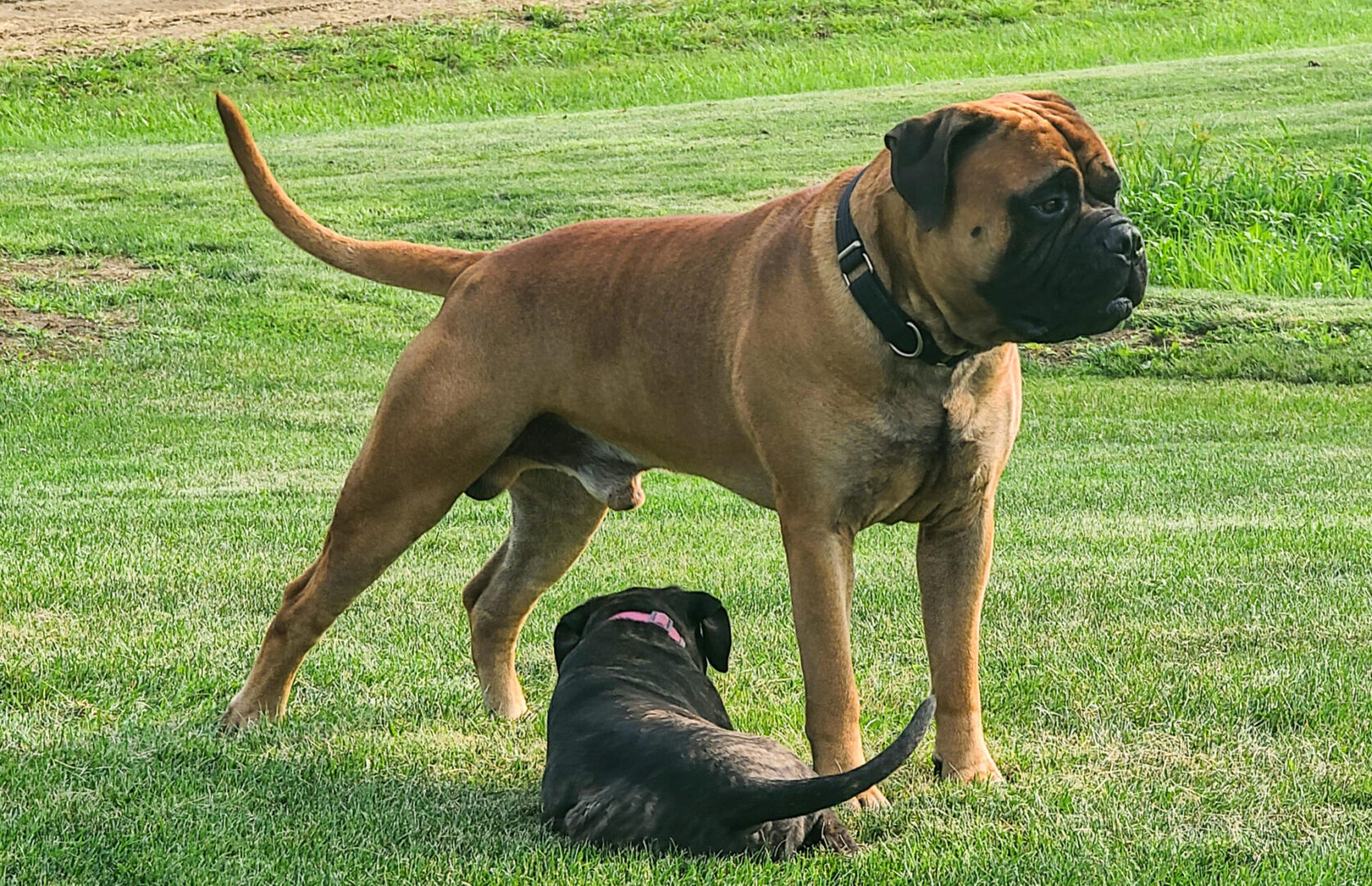 A dog and its puppy playing in the grass.