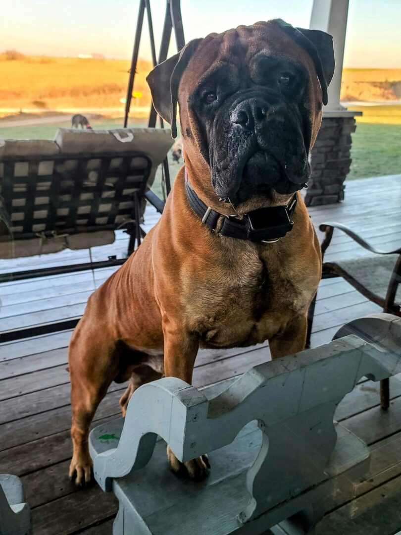 A dog sitting on top of a wooden bench.