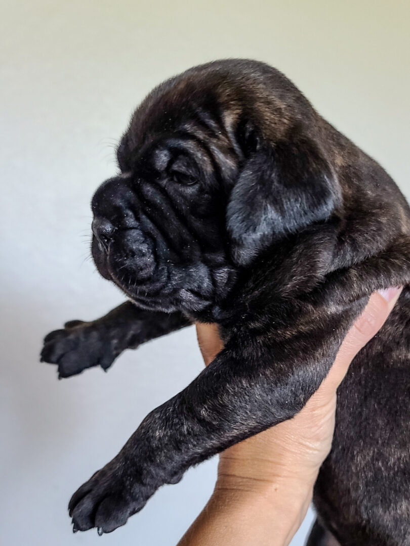 A black puppy is sitting in someone 's hand.