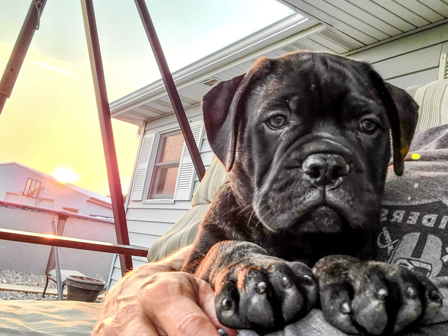 A close up of a dog laying on its owner 's lap