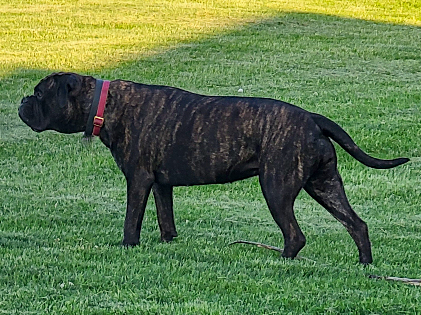 A black dog walking in the grass with its head down.