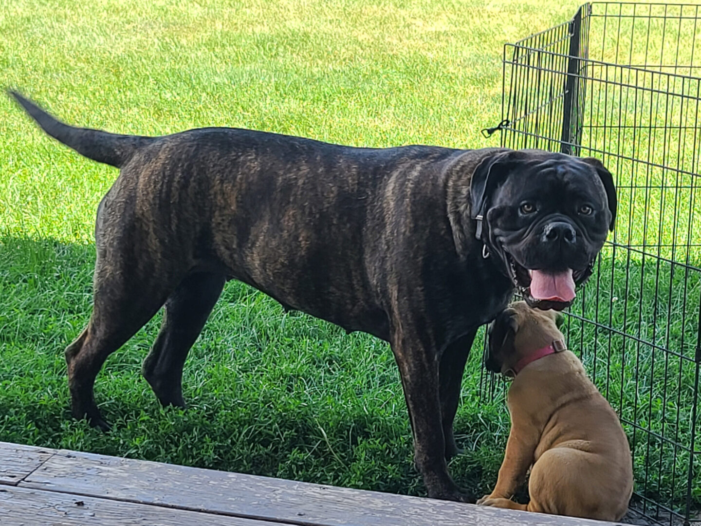 A dog and its puppy are playing together.