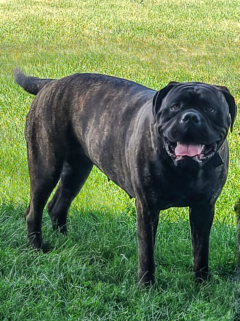 A black dog standing in the grass with its tongue hanging out.