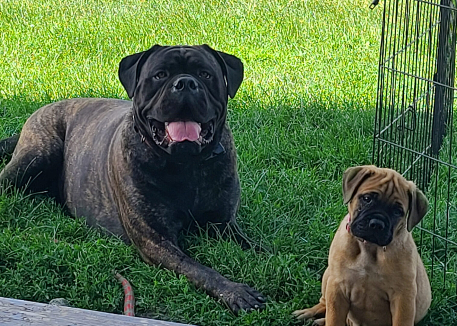 Two dogs laying in the grass with one looking at the camera.