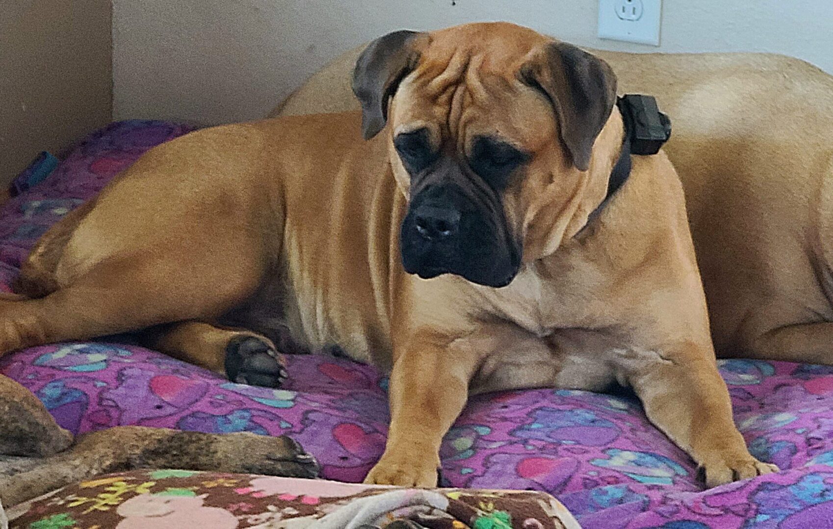 A large brown dog resting on a colorful blanket indoors.