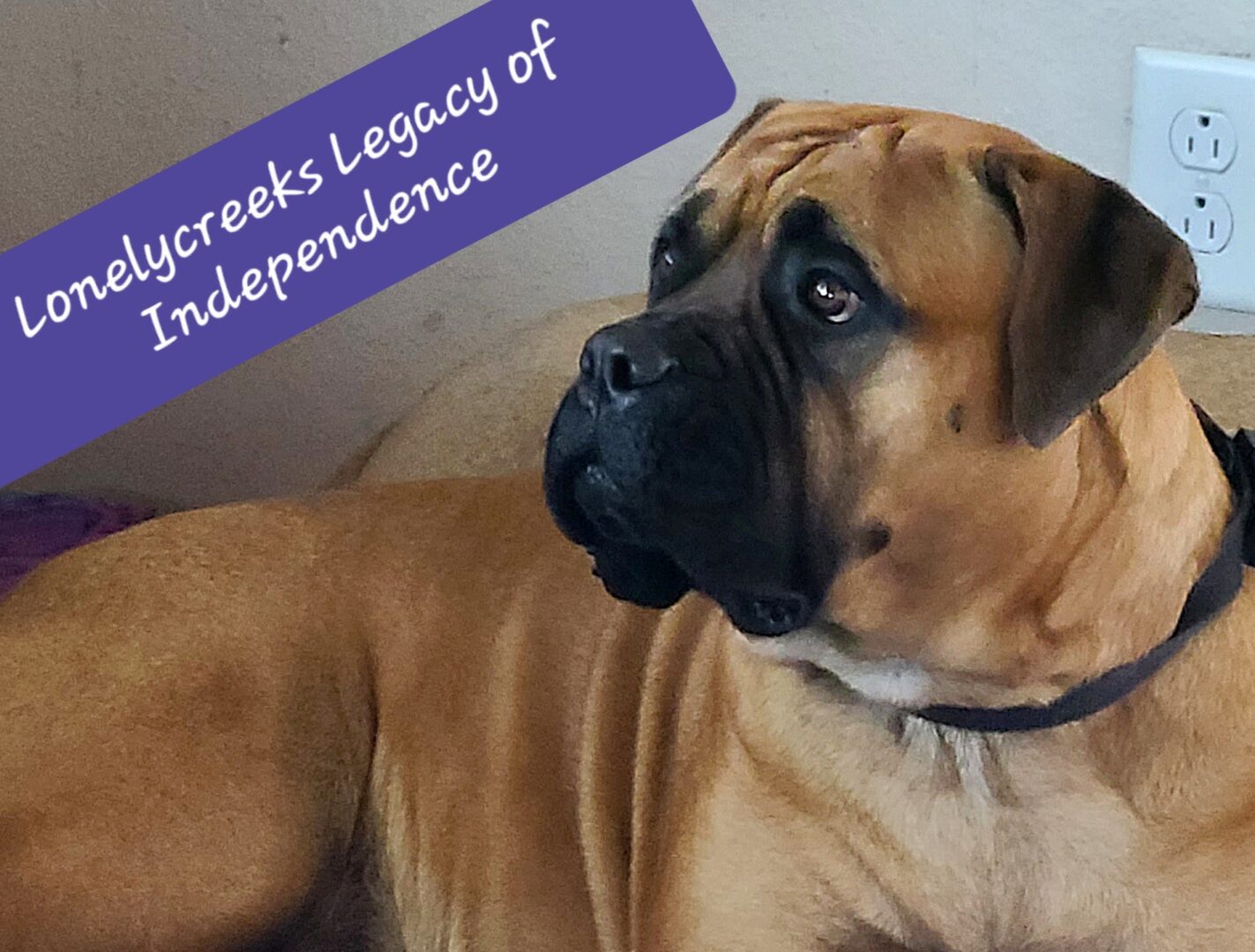A close-up of a brown dog with a thoughtful expression and a text overlay about independence.