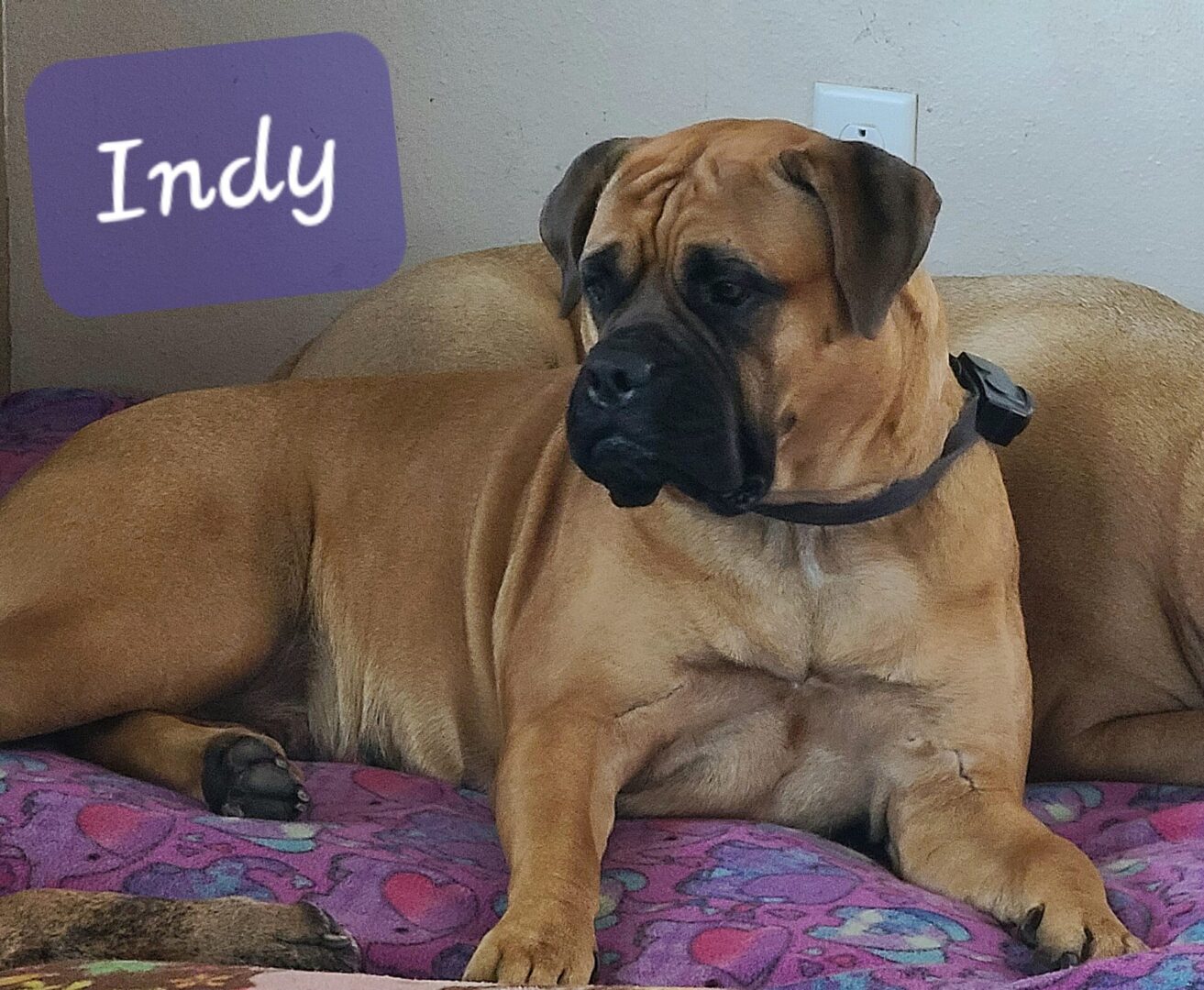 A large brown dog named Indy lying on a colorful blanket.