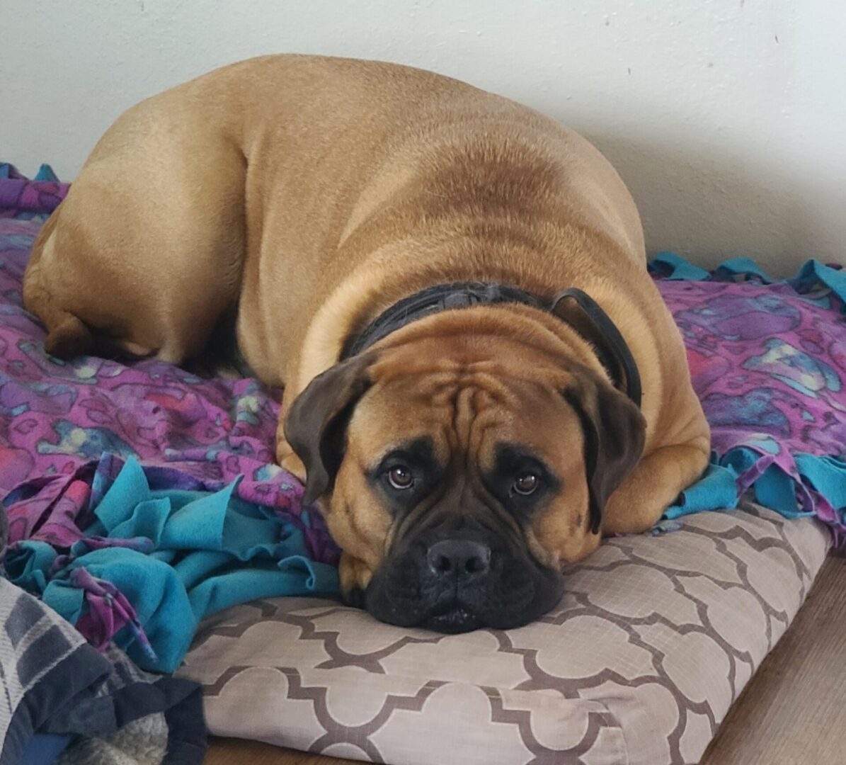 A large dog resting on a colorful blanket and a pillow.