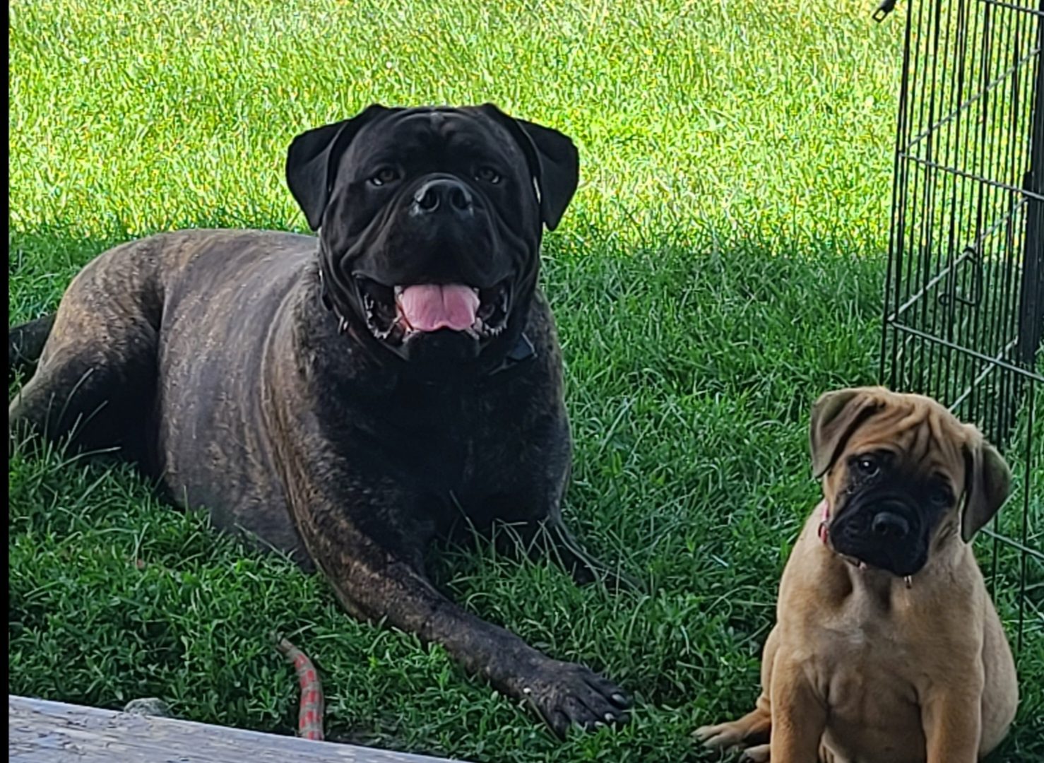 A large black dog and a smaller brown puppy sitting on grass in the sun.