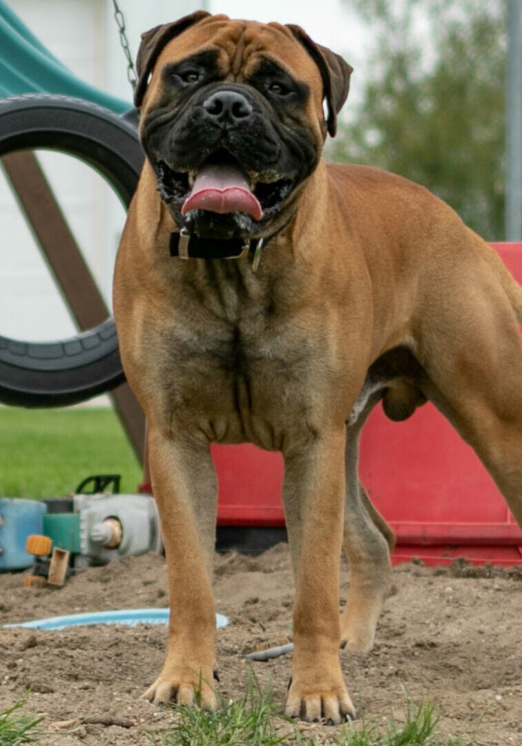 A dog standing on top of a dirt field.